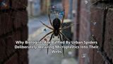 Why Biologists Are Baffled By Urban Spiders Deliberately Weaving Microplastics Into Their Webs