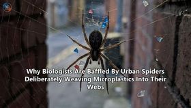 Why Biologists Are Baffled By Urban Spiders Deliberately Weaving Microplastics Into Their Webs