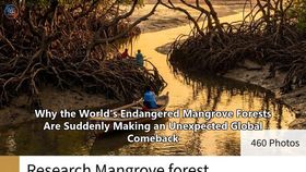 Why the World's Endangered Mangrove Forests Are Suddenly Making an Unexpected Global Comeback