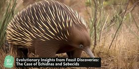 Evolutionary Insights from Fossil Discoveries: The Case of Echidnas and Sebecids