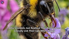 Why Scientists Just Realized That Bumblebees Literally Lick Their Lips When Happy