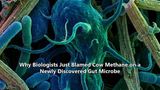 Why Biologists Just Blamed Cow Methane on a Newly Discovered Gut Microbe