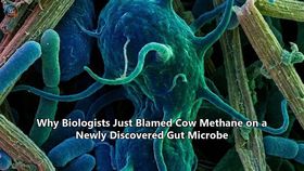 Why Biologists Just Blamed Cow Methane on a Newly Discovered Gut Microbe