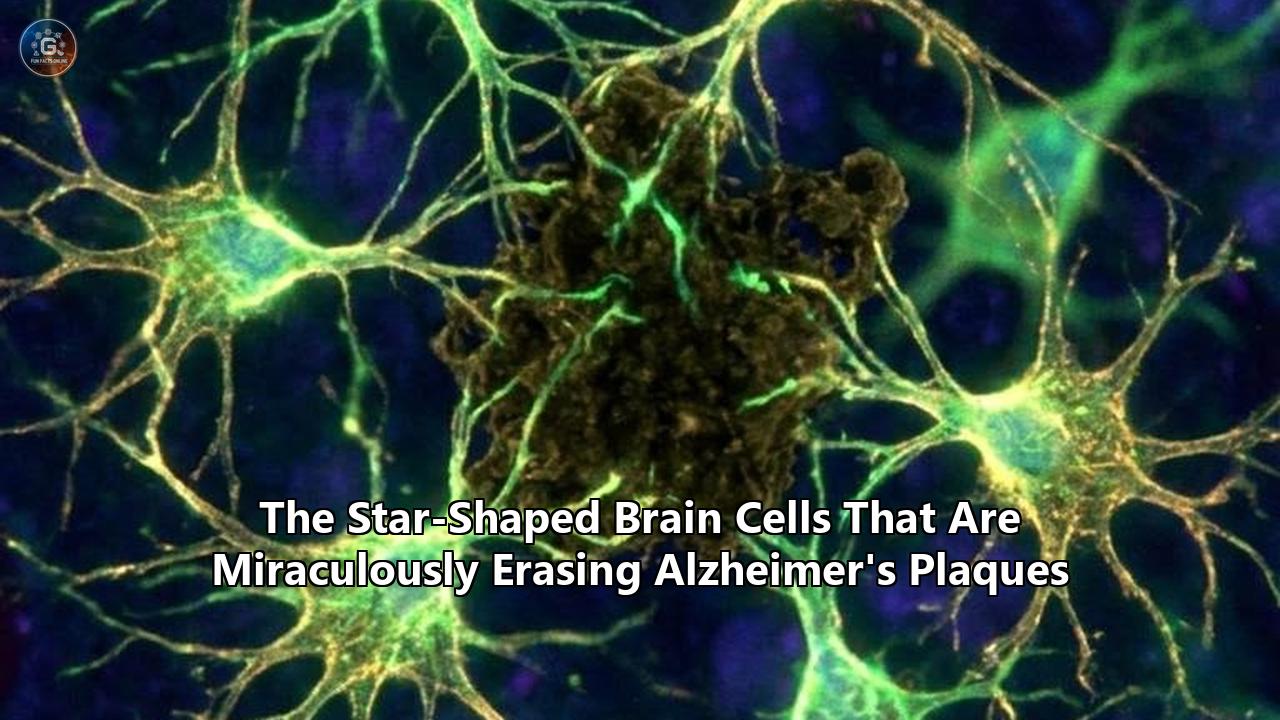 The Star-Shaped Brain Cells That Are Miraculously Erasing Alzheimer's Plaques